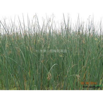 優質花葉美人蕉，金脈美人蕉，線葉美人蕉，浙江*低價