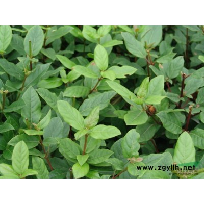 浙江松果菊*新報價