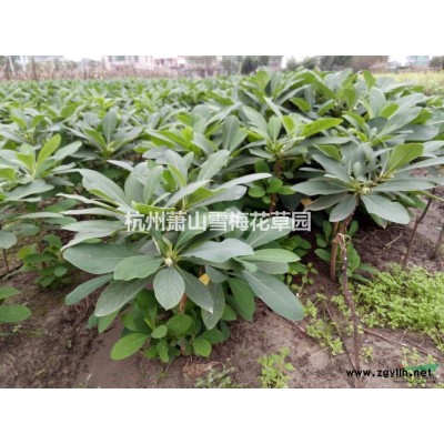 黃花水龍供應(yīng)/黃花水龍圖片