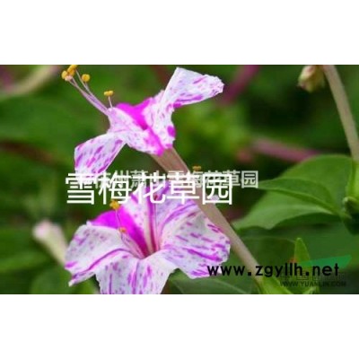 浙江紫花地丁信息