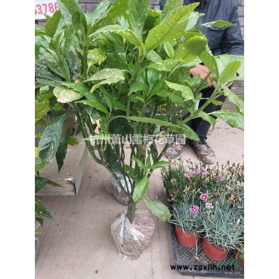 朱頂紅圖片\朱頂紅報價