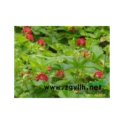 荇菜圖片\荇菜報價