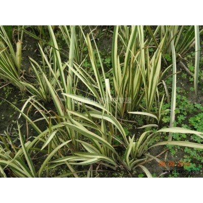 浙江水罌粟信息