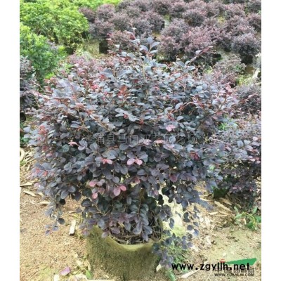 藍(lán)花楹7行情報價\藍(lán)花楹7圖片展示