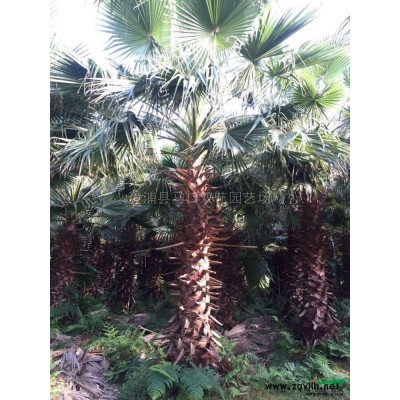 福建藍(lán)花楹*新報價/藍(lán)花楹圖片