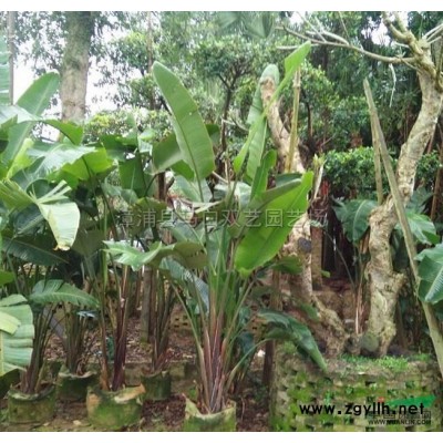 加拿利海棗2*新價格/加拿利海棗2報價