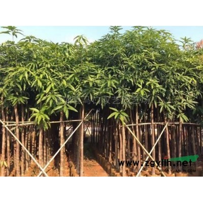 福建黃金香柳（黃金寶樹、千層金）3介紹