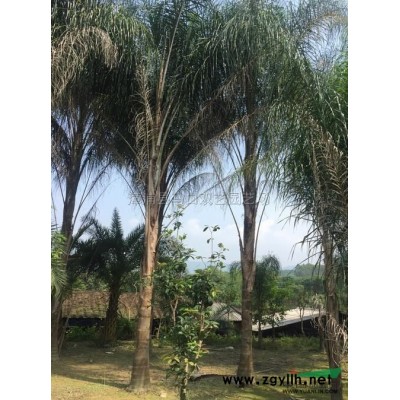 福建皇后葵（金山葵）介紹