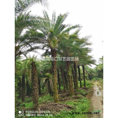 福建紅花繼木球2介紹