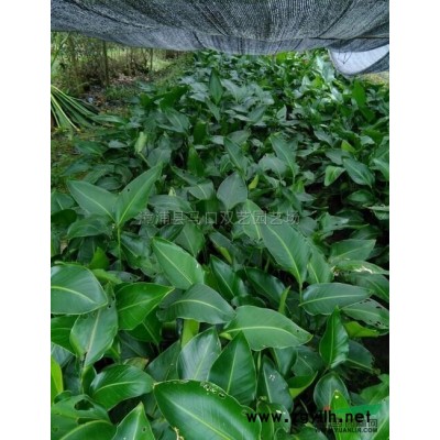 紅刺林投（別名叫紅刺露兜）9圖片\紅刺林投（別名叫紅刺露兜）9報價