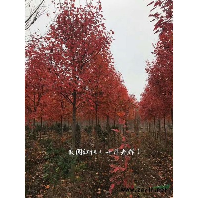 江蘇紅葉碧桃介紹/紅葉碧桃報價