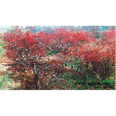 紅豆杉報價/江蘇紅豆杉報價