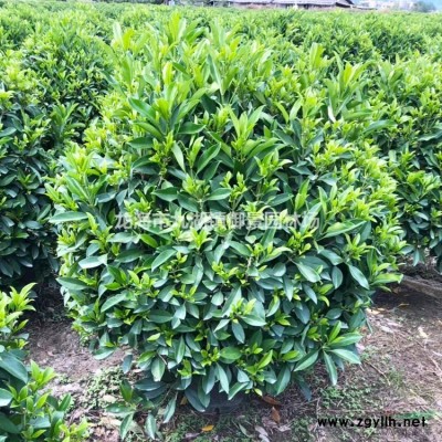 14米華棕價(jià)格 15米華棕價(jià)格 16米華棕價(jià)格