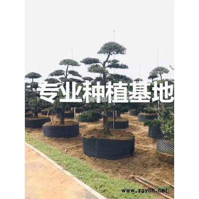 蒲葵批發 蒲葵圖片 蒲葵種植 福建蒲葵