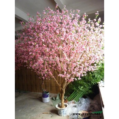 供應湖南香樟,湖南香樟哪里*好,哪里規模*大