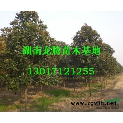 湖南豐花月季 湖南七星茶花 春夏杜鵑價格、圖片