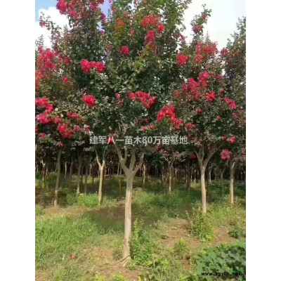 江蘇紅楓*新報價/紅楓圖片