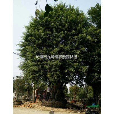 8米華棕價(jià)格 9米華棕價(jià)格 10米華棕價(jià)格