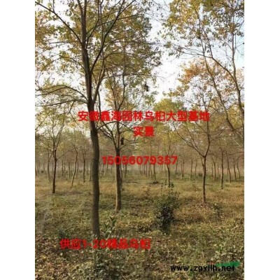 安徽大葉女貞好供應商 肥西大葉女貞基地供應1-15公分