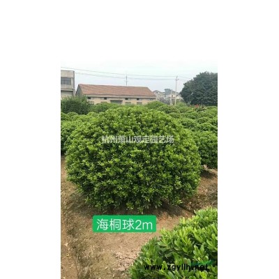 浙江供應佛甲草小杯容器。大杯容器苗哪里好/哪家便宜