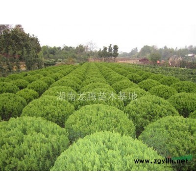 造型羅漢松  金桂、四季桂花、紅花繼木、春鵑、夏鵑、茶花