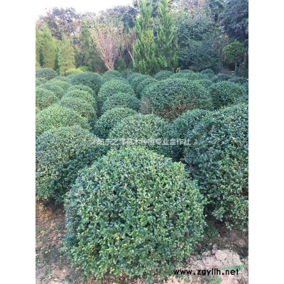 江蘇無盡夏繡球