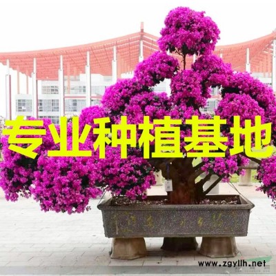 1米四季紅三角梅價(jià)格 2米四季紅三角梅價(jià)格