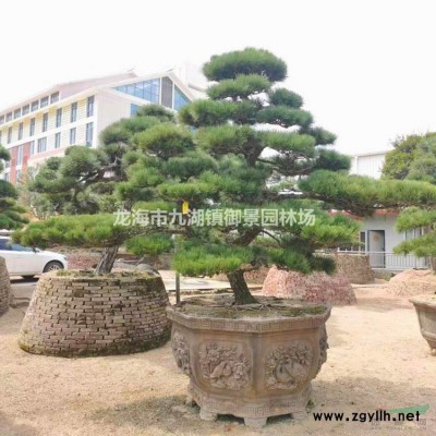 2米華棕價(jià)格 3米華棕價(jià)格 4米華棕價(jià)格