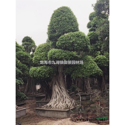 福建中東海棗 中東海棗供應 中東海棗批發 中東海棗樹