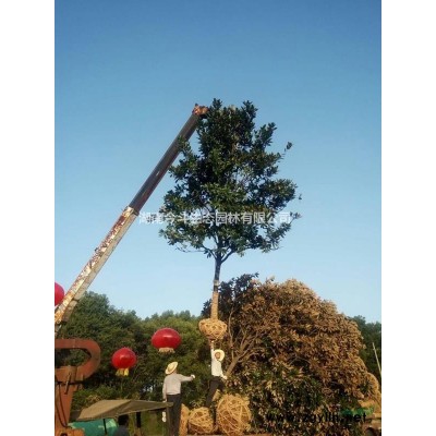 柳樹 湖南柳樹價格 長沙柳樹 華中柳樹報價 今年柳樹價格