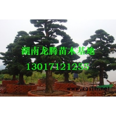 楊梅價格、湖南楊梅樹價格6-8公分楊梅價格10公分楊梅樹價格