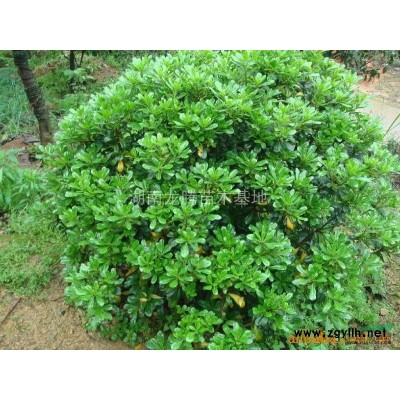 湖南香樟 移栽香樟 大香樟供應