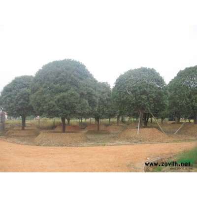 湖南廣玉蘭供應  四季含笑、杜英、香樟、大葉樟