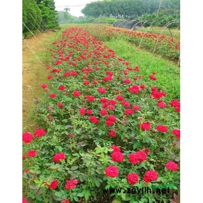 紅帽月季圖片\紅帽月季報價