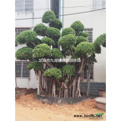 1米紫薇古樁價(jià)格 2米紫薇古樁價(jià)格 3米紫薇古樁價(jià)格