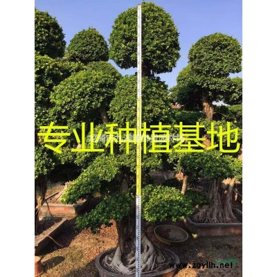8米老人葵價(jià)格 9米老人葵價(jià)格 10米老人葵價(jià)格