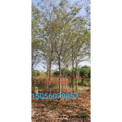 安徽鑫海園林低價供應 大葉女貞