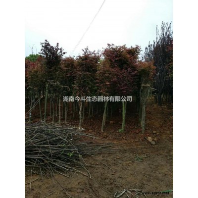 移栽香樟價格 長沙移栽香樟報價 大規(guī)格移栽香樟 移植香樟