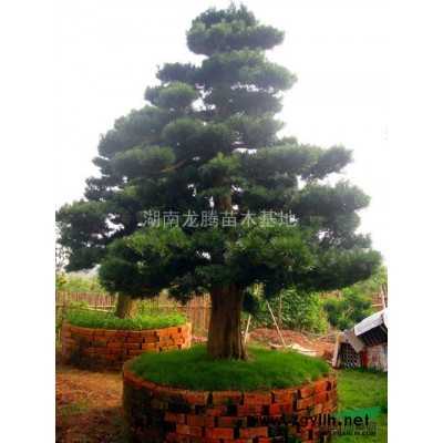 馬尼拉草坪批發 馬尼拉草坪報價 馬尼拉草坪圖片 優質草坪