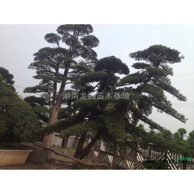 批發冬青小苗、冬青柱價格.100-120-150-180公分