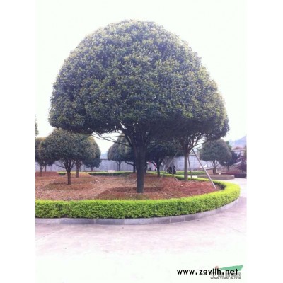 桂花、桂花大樹、精品桂花、桂花球、桂花小苗、造型桂花球