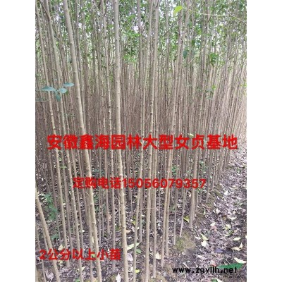 安徽鑫海園林苗木基地常年供應 紅葉李