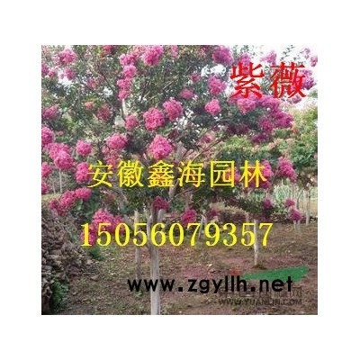 安徽低價供應1-30公分三角楓