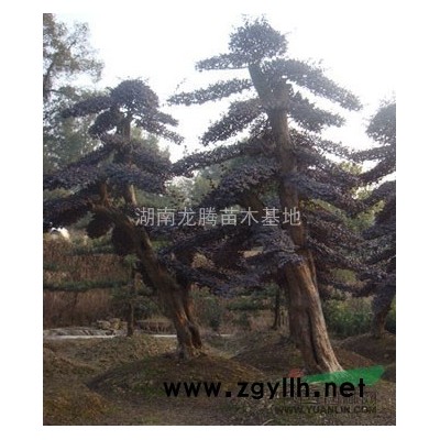 供應湖南香樟、香樟小苗、移栽香樟、多桿香樟、再生香樟價格