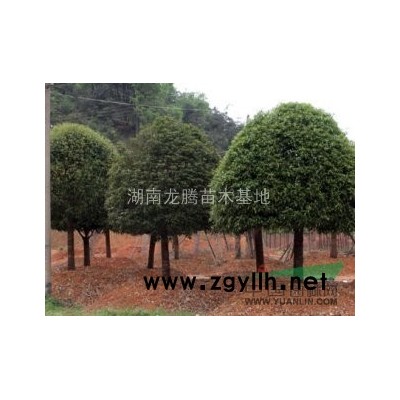 紅豆杉、紅豆杉樹、紅豆杉小苗