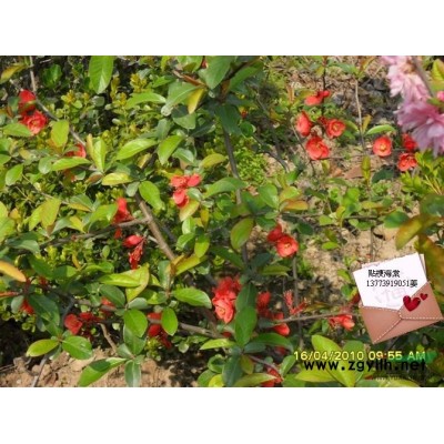 紅王子錦帶苗報價/江蘇紅王子錦帶苗報價