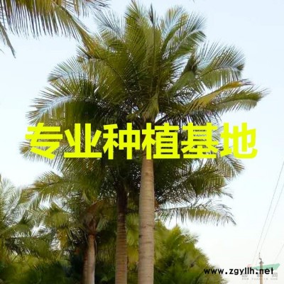造型黑松價格 日本黑松批發 黑松盆景供應 *黑松出售