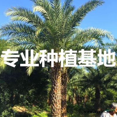 福建紅千層價格 福建串錢柳批發 福建垂柳樹供應