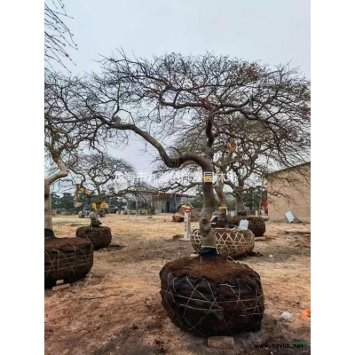 福建大型紫薇樹樁價格 福建大規(guī)格紫薇樁產(chǎn)地
