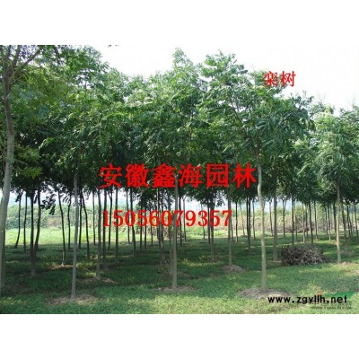 低價供應大葉女貞